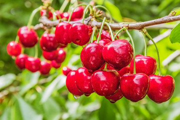 Sweet cherry berries on a tree branch