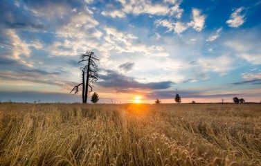 Sunset over cereal field in summer