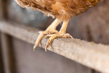 chicken legs on the farm