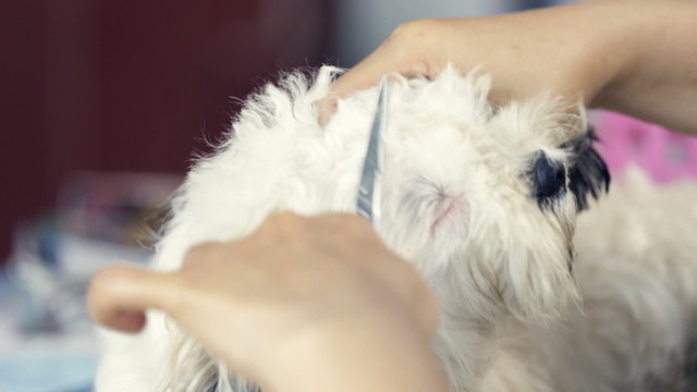 Human hand grooming her dog