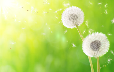 Obraz premium breath of spring - new life and allergy