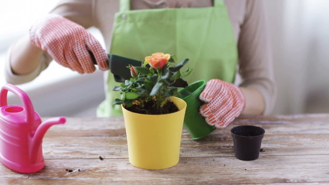 close up of woman hands planting roses in pot
