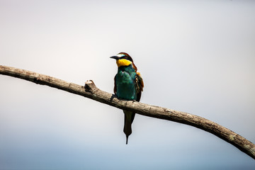 European bee-eater, Merops apiaster