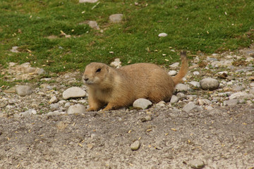 Schwarzschwanz Präriehund