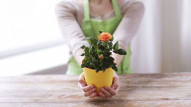 close up of woman hands holding roses bush in pot