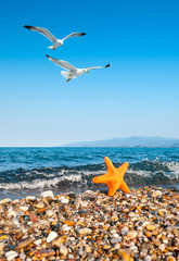 Sea star by the sea and seagulls © tilialucida