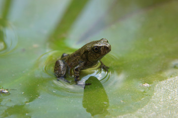 Frosch