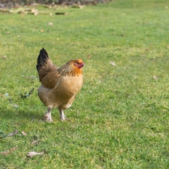 Brahma chicken