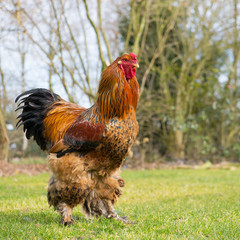 Brahma cock