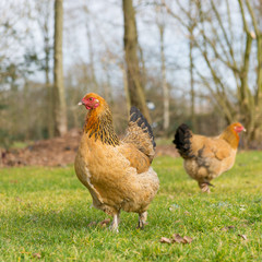 Brahma chickens