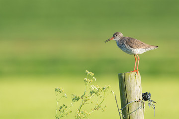 common redshank on wooden fence