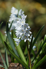 Weiß-blaue Blüte
