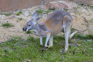 Naklejka na ściany i meble Red kangaroo, Megaleia rufa