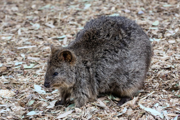 long-nosed potoroo, Potorous tridactylus