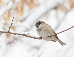 Sparrow winter nature