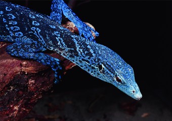 Varanus macraei, Blue Spotted Tree Monitor
