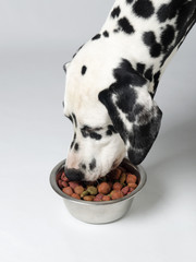 Dog eat dalmatian