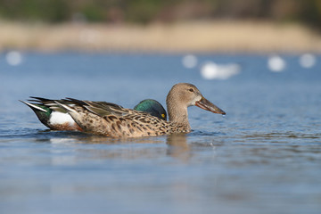 Northern Shoveler, Shoveler, Anas clypeata