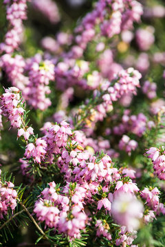 Blooming heathers with blured background