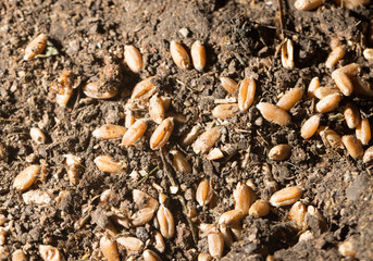 in the ground wheat