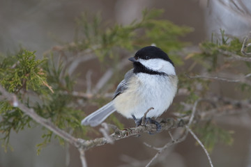 Black-capped Chickadee Perched in a Red Cedar Tree