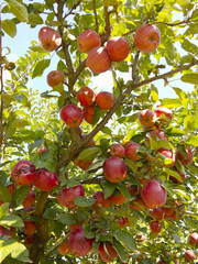 Rich harvest of juicy red apples on tree branch