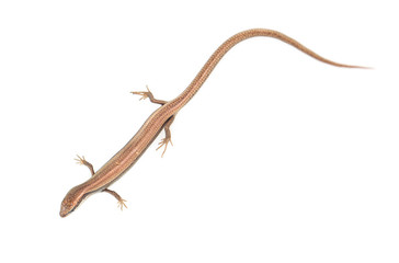 lizard on a white background