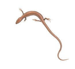 lizard on a white background