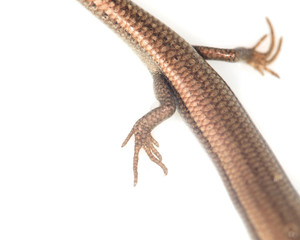 Naklejka premium foot lizard on a white background
