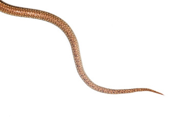 tail of the snake on a white background