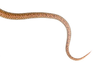 tail of the snake on a white background