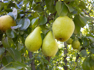 Rich harvest - branch with juicy pears