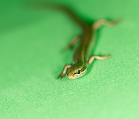 lizard on a green background