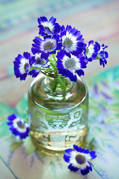 violet flowers (cineraria mezcla) in a vase on a table.