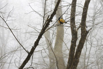 Tit birds on the branch in the winter forest