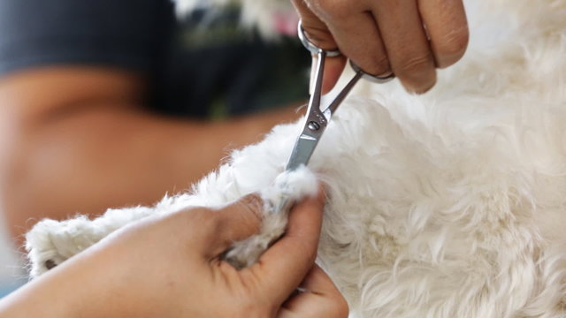 Human hand grooming her dog
