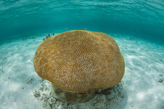 Brain Coral in Caribbean Sea