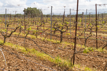 Rows of grapevines in spring time with young grape tendrils.