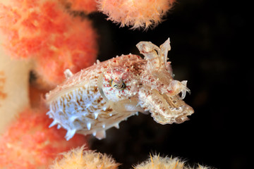 Tiny Crinoid Cuttlefish Hiding Amongst Coral Polyps