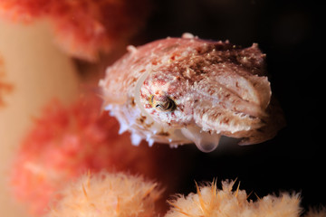 Tiny Crinoid Cuttlefish Hiding Amongst Coral Polyps