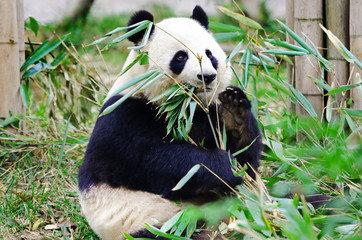 Giant Panda Eating Bamboo, Chengdu. China.
