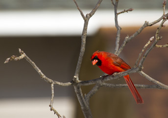 Male Northern Cardinal Perched On A Limb