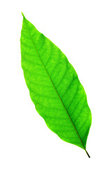 Leaf on a white background