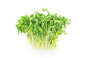 closeup green pea sprout  on white background