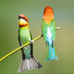 Chestnut-headed Bee-eater