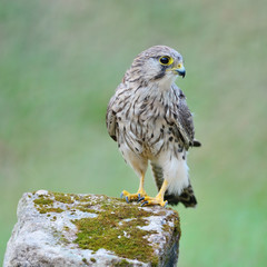 female Common Kestrel
