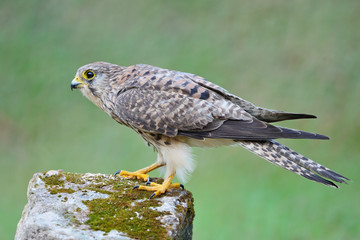 female Common Kestrel