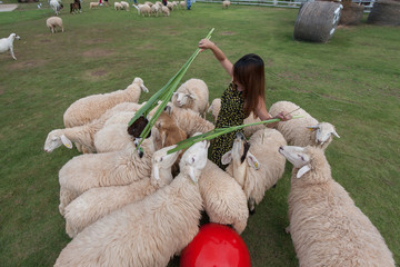 Sheep farm in Ratchaburi, Thailand