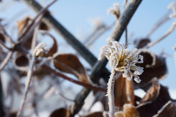 frost on the branch