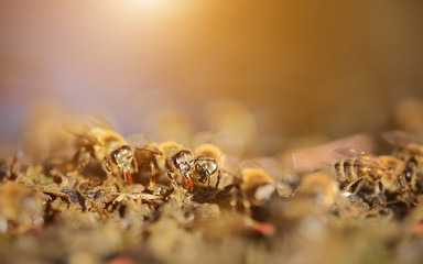 Closeup photo of honey bee in early spring